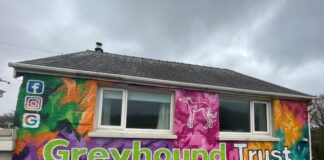Welsh Mural Artist Helps Dogs Find Forever Homes