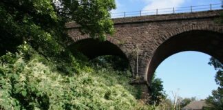 Astudiaeth newydd yn cyfrif cost amgylcheddol rheoli clymog