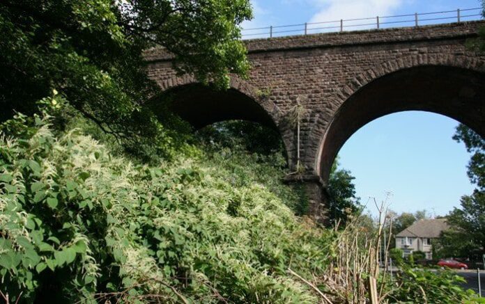 Knotweed-pic-1-min