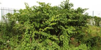 New study counts the environmental cost of managing knotweed