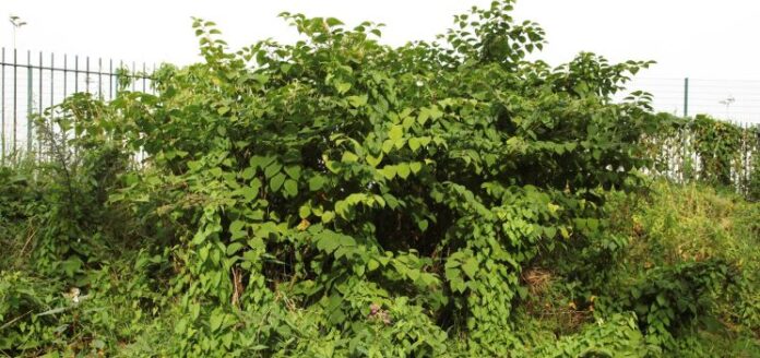 Knotweed-pic-2-min