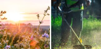 Caerphilly grass cutting regime promotes biodiversity