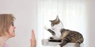 Five impressive tricks you need to teach your cat!