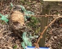 Investigators Appeal for Information on Dead Dog Found Near Llangyfelach, Swansea