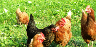 Bird keepers reminded to remain vigilant to Avian Influenza
