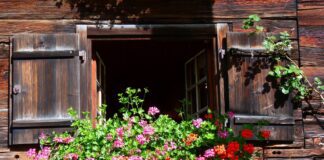Keep hay fever at bay with these pollen free plants