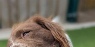 Dogs Trust Cardiff marked two years of pawsitivity
