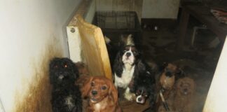 Unlicensed Bargoed Dog Breeders Prosecuted and Banned from Keeping Animals