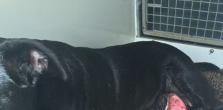 Cardiff man caused dog with ulcerated and infected mass to suffer