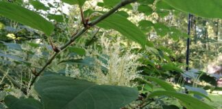 Swansea has been deemed the ‘Knotweed Capital of the UK’ Here’s What to do When Buying a House With Japanese Knotweed