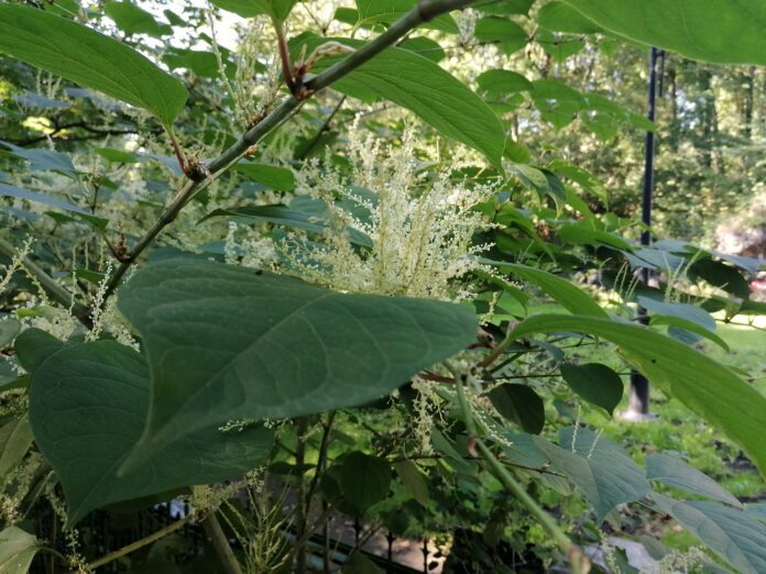 20230927_Reynoutria_japonica_Rdestowiec_ostrokończysty_Panewniki_kalwaria_Poland_04