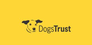 Dogs Trust Cardiff’s longest-residing canine seeks ‘furry-tail’ ending this festive season