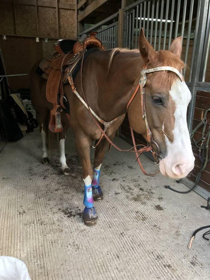 horse-2895891_1280_wp