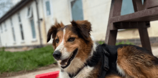 COULD YOU GIVE THIS OLD AGE POOCH HIS FURRY-TAIL ENDING?