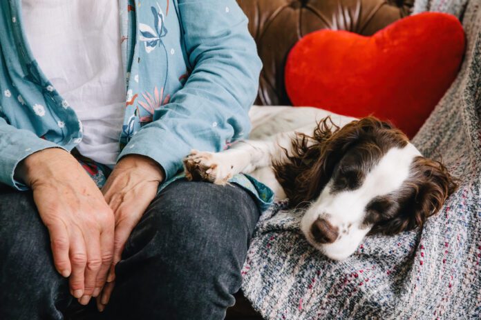 Spaniel-at-home-credit-Dogs-Trust-1