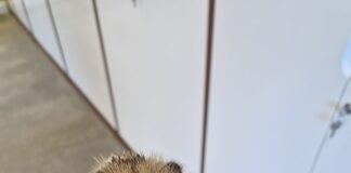 Local housebuilder and Glamorgan Hedgehog Rescue help protect garden wildlife this Bonfire Night