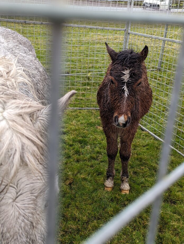 The mare and foal were removed due to concerns for their welfare on Wednesday 8 November. RSPCA deputy chief inspector Gemma Black said: "We are issuing an appeal for information to try and track down the owner of a mare and foal. "The mare has a lump on her face/nose area that requires veterinary treatment and the foal was lame so they were both removed on welfare grounds. "They are now receiving the veterinary attention they need." The grey mare and brown foal are due to be moved into the care of horse charity Redwings this week. Gemma added: "Anyone with any first hand information can contact the RSPCA inspectorate appeal line on 0300 123 8018 and quote 1181562. "We'd also like to thank Caerphilly County Borough Council for their assistance." To help support the RSPCA, visit: www.rspca.org.uk/cruelty pic3