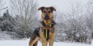 Dogs Trust Bridgend and Dogs Trust Cardiff issues advice to keep dogs warm and safe during cold spell