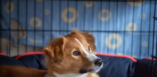 Dogs Trust Bridgend and Dogs Trust Cardiff issues advice for owners to help dogs cope with New Year’s Eve Fireworks