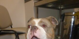 Man and woman from Barry disqualified from keeping animals after beating dog