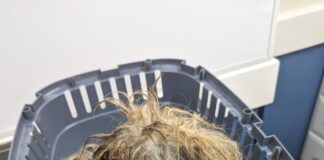 Appeal launched after dog with matted coat found in Cwmavon, Port Talbot