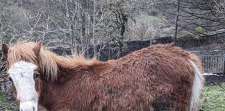 RSPCA Cymru appeal after foal found in poor condition in Ebbw Vale