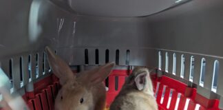 Four young rabbits abandoned near Shrewsbury days before Christmas