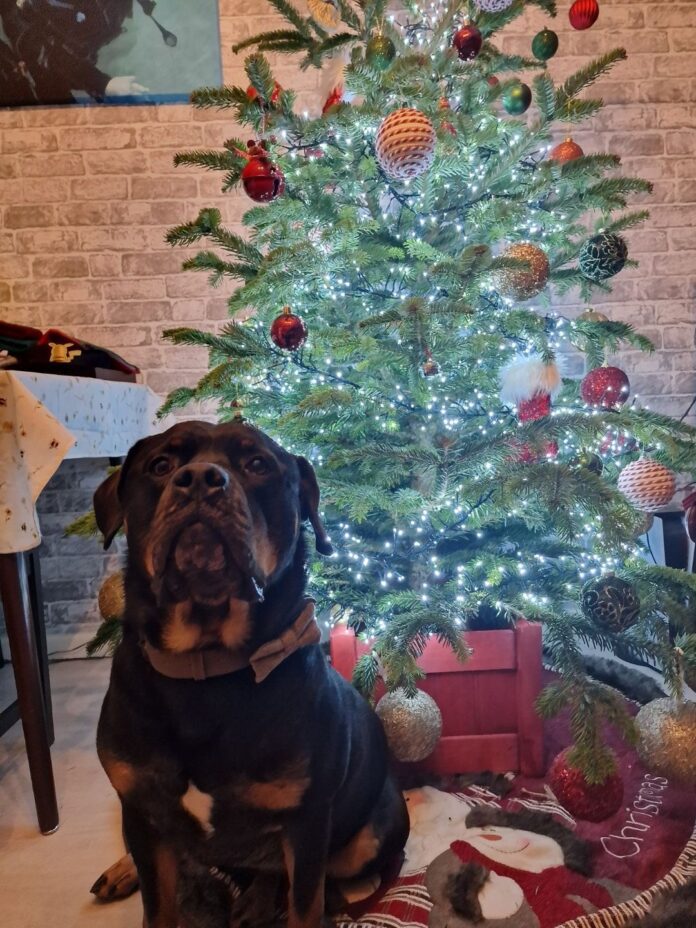 Ronald posing next to the Christmas tree
