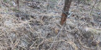 Fox falls victim to illegal snare on Welsh common