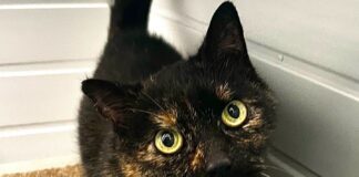 Missing cat reunited with owner for Christmas by RSPCA Wyth Sir Branch