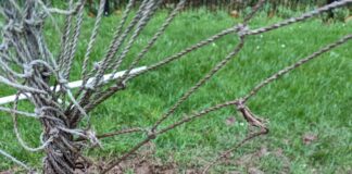 Warning after badger is rescued from football netting in Monmouth