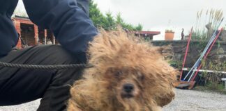 Happy ever after for dog found with matted coat covered with faeces