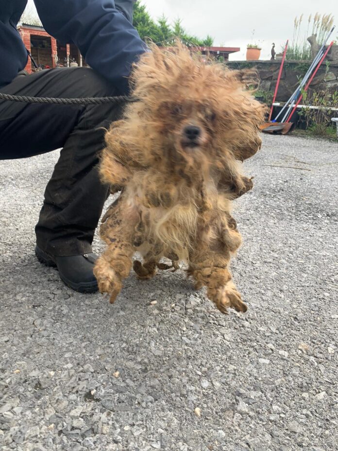 Ruby on the day of rescue pic1