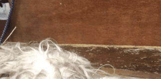 RSPCA investigates abandoned matted dog