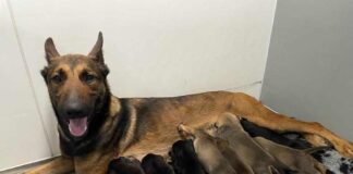 Caerphilly man guilty of causing unnecessary suffering to his dogs