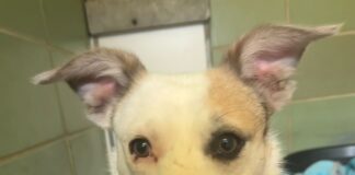 Special rehoming appeal: Extremely nervous dog comes on leaps and bounds