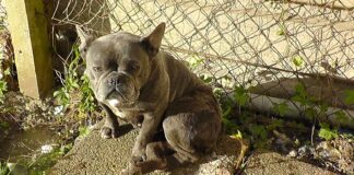 Six Newport men jailed following RSPCA investigation into illegal puppy trade