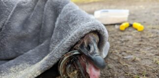 RSPCA Cymru issues litter reminder after goose found with can stuck on its mouth