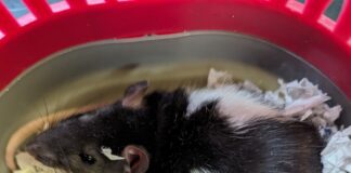 Rats abandoned in pet carrier in Newport