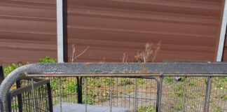 Happy homes for dogs involved in illegal puppy trade case in Newport