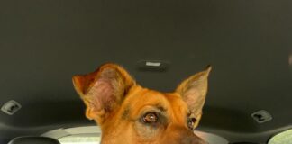 RSPCA rescuer gives a forever home to Lucky after severe injury and amputation ***warning graphic picture included**
