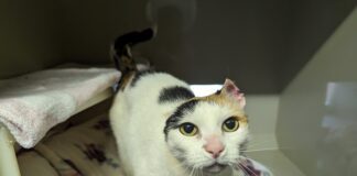 Cat who needed parts of ears removed due to sun damage seeks home