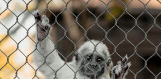 Vet comments on new rules making it harder to own exotic primates as pets