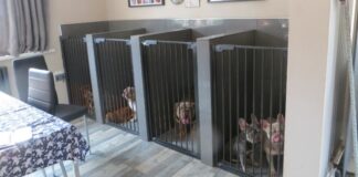 Fleur de Lis couple sentenced for illegal dog breeding and animal welfare offences