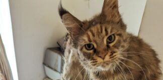 Eight cats found abandoned in unsuitable and filthy conditions in Hirwaun