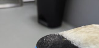 Swan in Tredegar who swallowed fishing hook also found with pellet in his head