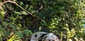 RSPCA appeal after American bulldog dumped outside Newport Animal Centre