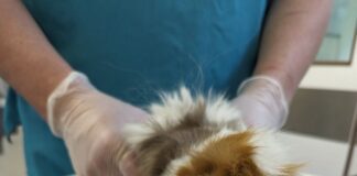 RSPCA issue appeal after 13 guinea pigs abandoned in Cardiff lane