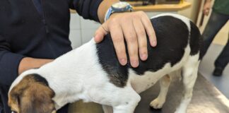 Puppy who suffered with broken leg now to be rehomed following court case