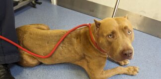 Man banned from keeping animals after beating dog and causing another to suffer